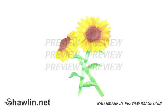 Helianthus Flowers Watercolor Illustrations Review