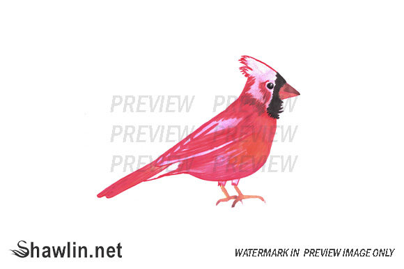 Red Cardinal Watercolor Illustrations Review