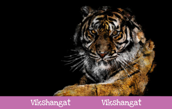 Sumatran Tiger Watercolor Art & Illustrations