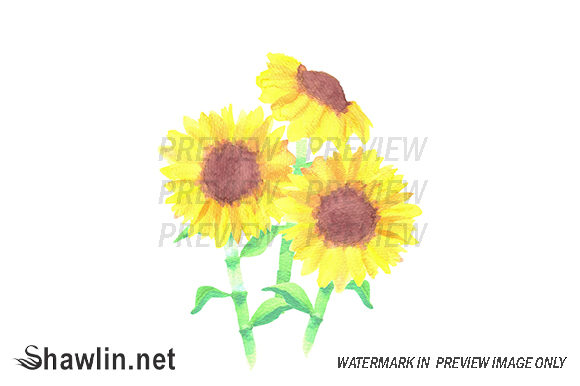 Sunflower Watercolor Painting & Illustrations