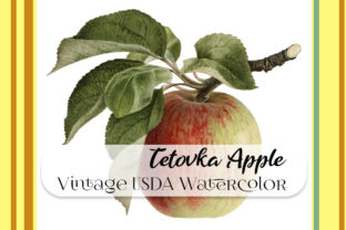 Vintage Tetovka Apple Watercolor Illustrations