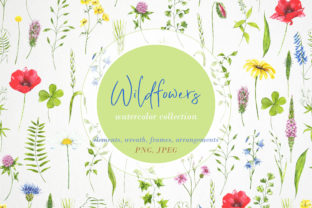 Watercolor Wildflowers & Plants Illustrations