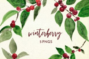 Winter Berry Watercolor Illustrations Review