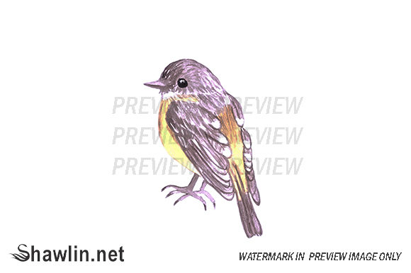 Yellow Robin Watercolor Bird Illustrations